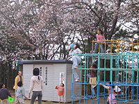 20060327sakura.jpg