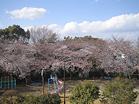 20060329sakura.jpg