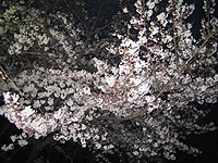 20060401sakura.jpg